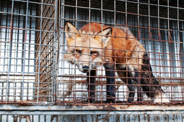 A beautiful fox in a cage in poor conditions. Animal protection concept.