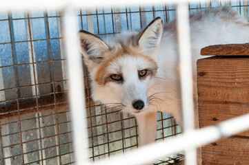 A beautiful fox in a cage in poor conditions. Animal protection concept.