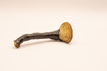 Reishi or Ganoderma lucidum is an important terapeutic mushroom.