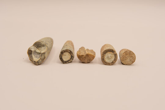 Macro detail of belemnites. Belemnitida (or belemnites) is an extinct order of squid-like cephalopods that existed from the Late Triassic to Late Cretaceous