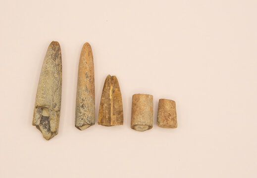 Macro detail of belemnites. Belemnitida (or belemnites) is an extinct order of squid-like cephalopods that existed from the Late Triassic to Late Cretaceous