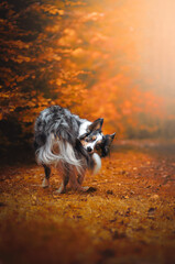 Border collie blue merle tricolour dog portrait catching his tail, autumn colours