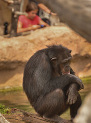 A sad chimpanzee sitting 