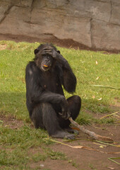 A chimp with left hand on his head