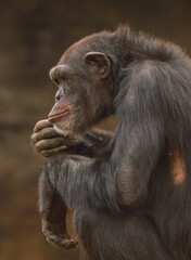 portrait of a thinking chimpanzee 