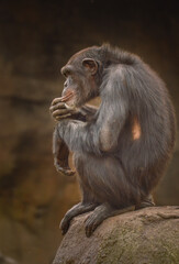 portrait of a thinking chimpanzee 