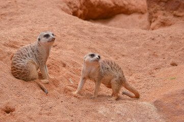 meerkat on the lookout