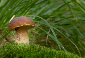Penny Bun Bolete mushroom (Boletus edulis)