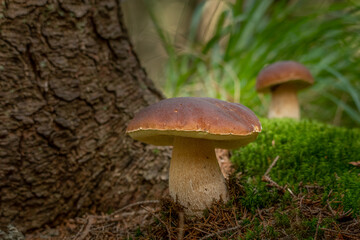 Penny Bun Bolete mushroom (Boletus edulis)