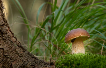 Penny Bun Bolete mushroom (Boletus edulis)