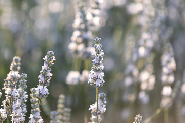 Sunset over a white lavender field in Provence, France.