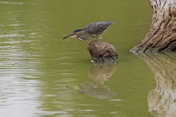 Mangrove Heron (Butorides striata, Butorides striatus). The striated heron also known as little or green-backed heron. Natural habitat. 