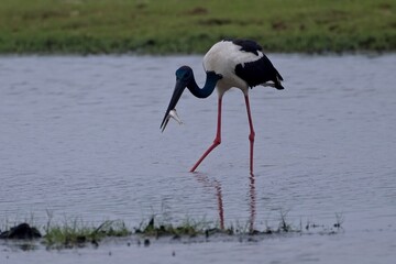 Black-necked Stork, (Ephippiorhynchus Asiaticus) with fish, Bundala, Sri Lanka