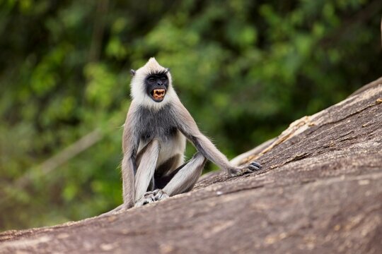 The tufted gray langur (Semnopithecus priam), also known as Madras gray langur, and Coromandel sacred langur 