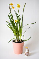 Yellow narcissus (daffodil) flowers in a pot. Stone pear with golden leaf. Decor. Still life