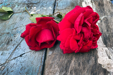 Two red roses on old wooden background. Roses on the vintage wood backdrop.