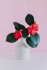 Beautiful pink Camellia flowers in a vase on a pink pastel background.