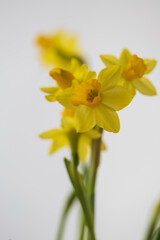 Spring flower yellow daffodil in a flowerpot on a white table in the kitchen. © Roman Bjuty