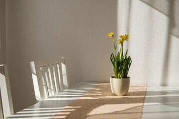 Spring flower yellow daffodil in a flowerpot on a white table in the kitchen.