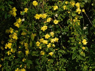 Winter jasmine, or Jasminum nudiflorum, vine with yellow flowers