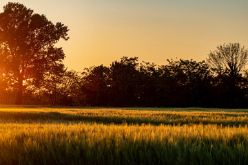 Obraz premium Tramonto su un capo di spighe in tarda estate nel nord dell'italia