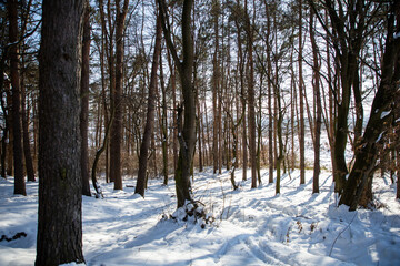 Forest in winter. The sun and shadows of trees in the snow. Trees on the hill