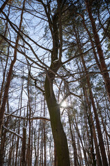 Forest in winter.  Sun rays among tree branches. The sun and shadows of trees in the snow. Trees on the hill