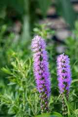 Obraz premium Liatris spicata or dense blazing star purple flower in the garden design.