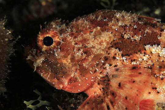 Red-hued fish pose peacefully in their habitat in the dark night on the seabed.