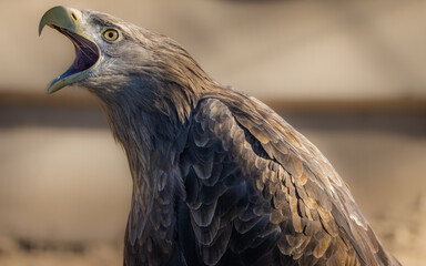 White-tailed eagle (Haliaeetus albicilla) shouts.  White-tailed eagle yells.. Close-up portrait largest eagle with an open beak and brown background.