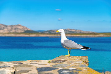 Fototapeta na wymiar Seagull in front of the sea