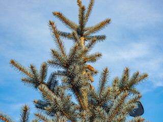 The top of a blue spruce with cones against the sky