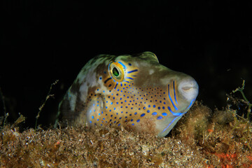 A beautifully eyed fish resting quietly in its habitat on the sand and seaweed in the dark night on...