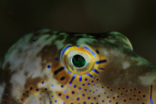 A beautifully eyed fish resting quietly in its habitat on the sand and seaweed in the dark night on the seabed