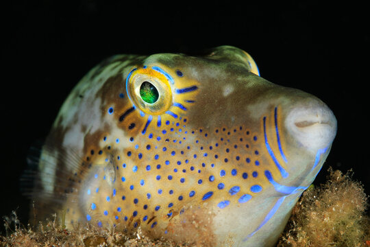 A beautifully eyed fish resting quietly in its habitat on the sand and seaweed in the dark night on the seabed