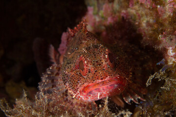 Red-hued fish pose peacefully in their habitat in the dark night on the seabed.