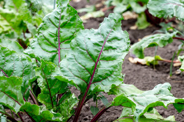 Green leaves of table beet on the bed. Cultivation of table beets