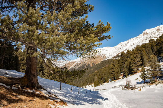 ARVEN WALD. SCHWEIZER NATIONAL PARK. WINTER LANDSCHAFT. WANDERWEG  S-CHARL