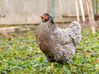 Purebred gray variegated chicken in the garden on the grass. Breeding chickens on the farm