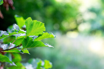Tree branch with green leaves in forest in sunny weather on blurred background, summer background