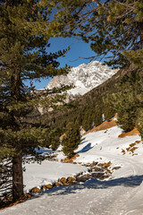 ARVEN WALD. SCHWEIZER NATIONAL PARK. WINTER LANDSCHAFT - 571692848