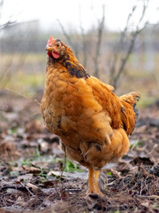 Brown hen in the garden in early spring. Raising chickens