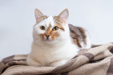 A white spotted cat with an attentive look lies in the room on a plaid