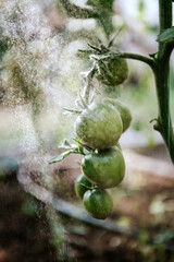 Bunch of green unripe fresh tomatoes on a bush with water mist on background in sunny day in greenhouse. Summer gardening. Healthy vegetarian food