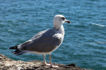 Eine Möwe an der Küste von Lissabon