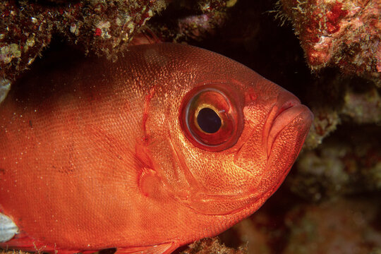 ed-hued fish pose peacefully in their habitat on the seabed