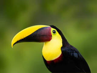 Yellow-throated Toucan closeup portrait on green background