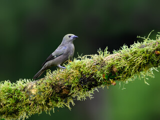 Palm Tanager portrait on mossy stick against dark green background