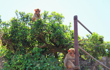 The Barbary Macaque monkeys of Gibraltar, United Kingdom