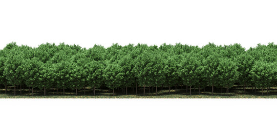 forest line, trees in the forest with grass and fallen leaves, isolated on white background, 3D illustration, cg render